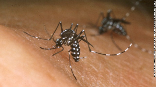 Mosquito biting skin