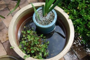 water plants