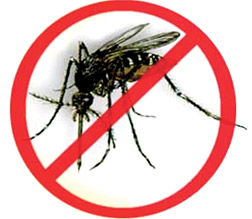 Mosquito 11