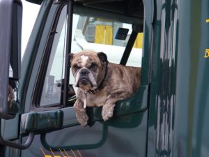 dog in car