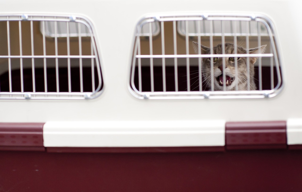 car inside cage